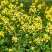 Nasiona i cebule - Gorczyca na poplon i przedplon nasiona 1 kg - miniaturka - grafika 1