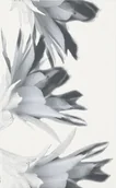 Płytki ceramiczne - Glazura Verno Black Flower 25X40 G1 - miniaturka - grafika 1