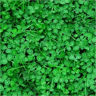 Nasiona i cebule - MIKROKONICZYNA KONICZYNA DROBNOLISTNA NASIONA 500G - miniaturka - grafika 1