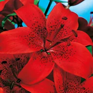 Nasiona i cebule - Lilia Azjatycka Diabora 1 szt cebulki lilii Lilie - miniaturka - grafika 1