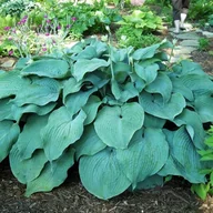 Nasiona i cebule - Hosta Funkia Blue Mammoth 1 szt. - Olbrzymia - - miniaturka - grafika 1