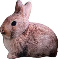 Poduszki dekoracyjne - Poduszka Zając zajączek Królik - miniaturka - grafika 1