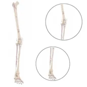 Akcesoria medyczne - Model kończyny dolnej człowieka z przyczepami mięśni Erler Zimmer - miniaturka - grafika 1