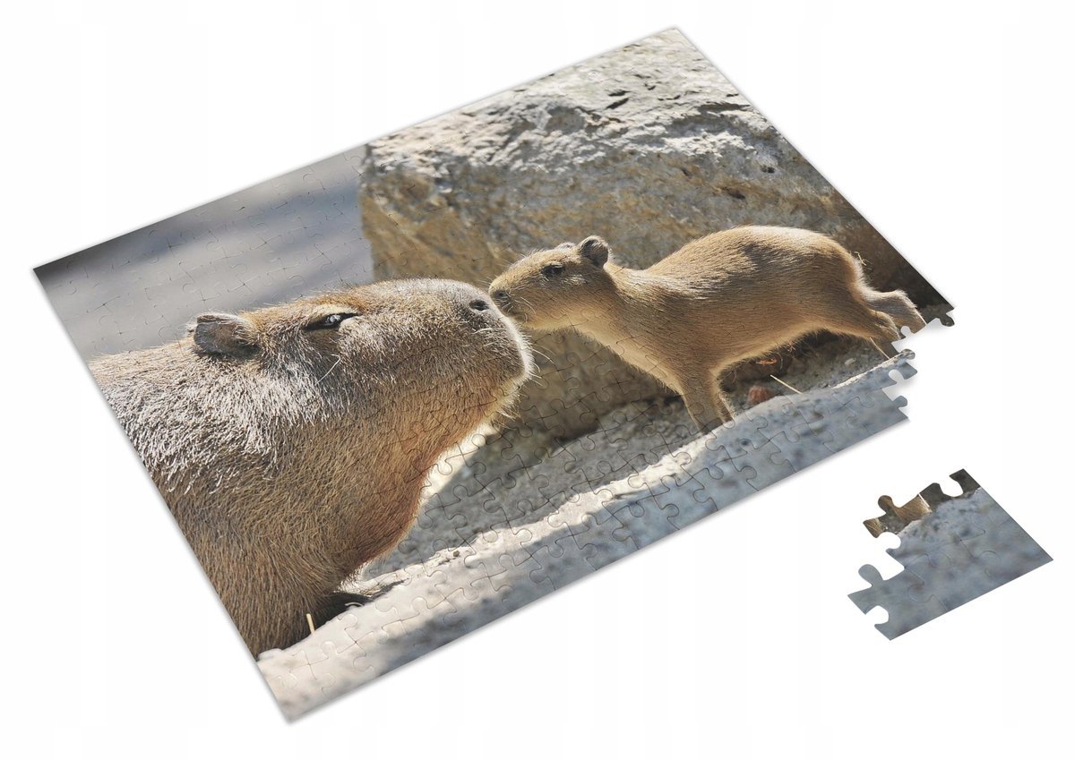 Puzzle Kapibara Capybara Pocałunek + Imię pudełko A3 252 el.