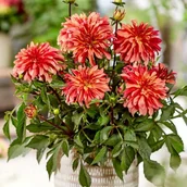 Nasiona i cebule - Dalia karłowa Gallery Art Deco 1 szt. - miniaturka - grafika 1