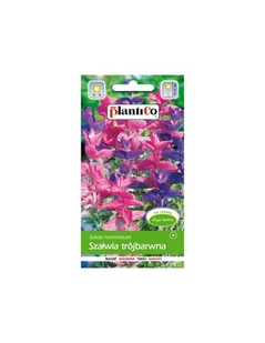 Plantico Szałwia trójbarwna mix - Nasiona i cebule - miniaturka - grafika 1
