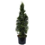 Sadzonki drzew krzewów - Tuja 'Smaragd' don. 2 l - miniaturka - grafika 1