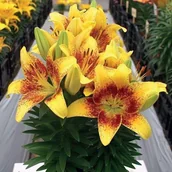 Nasiona i cebule - Lilia azjatycka doniczkowa Tiny Nugget 1 szt. cebule cebulki lilii lilie - miniaturka - grafika 1