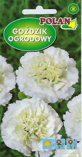 Goździk ogrodowy Grenadin biały 0.5 g POLAN - Nasiona i cebule - miniaturka - grafika 1