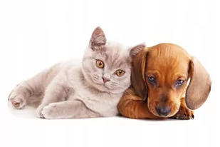 Naklejki ze zwierzętami pies kot Piesek i kotek 16, 160x75 cm - Naklejki na ścianę - miniaturka - grafika 1
