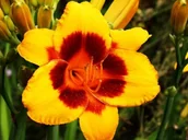 Nasiona i cebule - Hemerocallis Liliowiec El Desperado 1 szt. - miniaturka - grafika 1