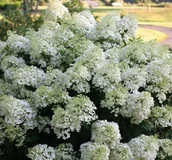 Kwiaty doniczkowe - Hortensja Bukietowa BOBO Minaturowa Odmiana Sadzonki Doniczka 3L - miniaturka - grafika 1