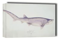 Obrazy i zdjęcia na płótnie - Antique fish Tiger Shark, F. E. Clarke - obraz na płótnie Wymiar do wyboru: 80x60 cm - miniaturka - grafika 1