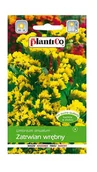 Nasiona i cebule - Zatrwian wrębny żółty 0,2 g Plantico - miniaturka - grafika 1
