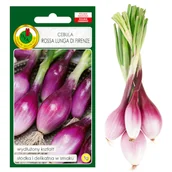 Nasiona i cebule - CEBULA ROSSA LUNGA DI FIRENZE  NASIONA BEZ GMO - miniaturka - grafika 1
