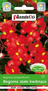 Begonia stale kwitnąca czerwonolistna czerwona Indianerin 0,1 g Plantico - Nasiona i cebule - miniaturka - grafika 1