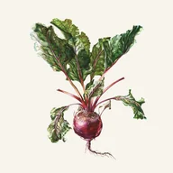 Winyle - Czesław Śpiewa Czesław Śpiewa & Arte Dei Suonatori Winyl - miniaturka - grafika 1