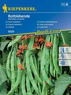 Nasiona i cebule - Fasola tyczna ROTBLUHENDE nasiona Kiepenkerl - miniaturka - grafika 1