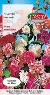 Dzierotka mieszane Clarkia elegans 1g - Torseed - Nasiona i cebule - miniaturka - grafika 1