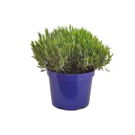 Kwiaty doniczkowe - Lawenda XL wys. 45 cm don. 5 l - miniaturka - grafika 1