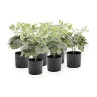 Sztuczne kwiaty - EVERGREEN Sztuczna roślina Fittonia, W 380 mm, 6 szt. - miniaturka - grafika 1