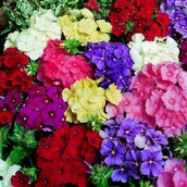 Nasiona i cebule - FLOKS DRUMMONDA mieszanka NA OBWÓDKI DO POJEMNIKÓW NASIONA KWIATÓW p. 378200; - miniaturka - grafika 1