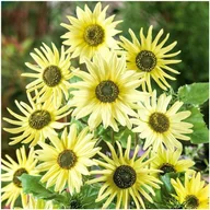 Nasiona i cebule - Słonecznik Ozdobny ITALIAN GREEN HEART (Helianthus Debilis) nasiona 50 szt - miniaturka - grafika 1
