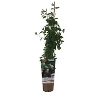 Kwiaty doniczkowe - Leki nie z Apteki C1 mix - miniaturka - grafika 1