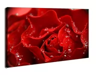 Obrazy i zdjęcia na płótnie - Krople w płatkach róży - obraz na płótnie Wymiar do wyboru: 30x20 cm - miniaturka - grafika 1