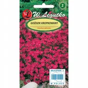 Nasiona i cebule - GOŹDZIK KROPKOWANY KARMINOWOCZERWONY NASIONA - miniaturka - grafika 1