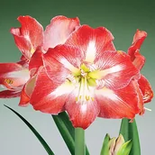 Nasiona i cebule - Hippeastrum Amarylis Minerva 1szt Cebula Amarylisa - miniaturka - grafika 1