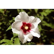 Kwiaty doniczkowe - Kwitnący ogród non stop (hibiscus) - miniaturka - grafika 1