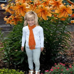 Lilia Drzewiasta Orange Space 1 szt cebulki lilii - Nasiona i cebule - miniaturka - grafika 1