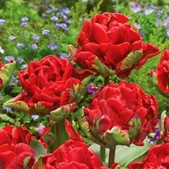 Nasiona i cebule - Tulipan Pełny Double Rococo 5 szt Tulipany cebulki tulipanów - miniaturka - grafika 1