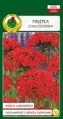 Nasiona i cebule - Firletka chalcedońska 1 g PNOS - miniaturka - grafika 1
