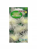 Nasiona i cebule - Aster igiełkowy Biały Jubileusz 1 g POLAN - miniaturka - grafika 1