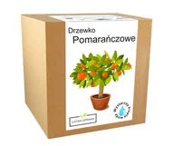 Nasiona i cebule - Zestaw do uprawy Pomarańcza drzewko pomarańczowe - miniaturka - grafika 1