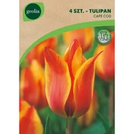 Nasiona i cebule - Tulipan Cape Cod 11/12 4szt. cebulki kwiatów Geolia - miniaturka - grafika 1
