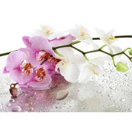 Obrazy i zdjęcia na płótnie - Obraz 100 x 70 cm Storczyk - miniaturka - grafika 1