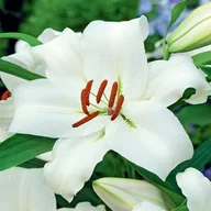 Nasiona i cebule - Lilia Drzewiasta Monte Bianco 1 szt cebulki lilii - miniaturka - grafika 1