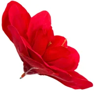 Sztuczne kwiaty - [w04147] Główka kwiatowa clivia 15-16cm czerwona - miniaturka - grafika 1