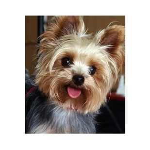 Diamond painting haft diamentowy - pies Yorkshire terrier (14240) 25x35 cm - Zabawki kreatywne - miniaturka - grafika 1