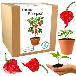 Zestaw do Uprawy papryka Trinidad Moruga Scorpion - Nasiona i cebule - miniaturka - grafika 1