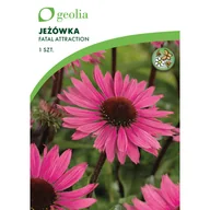 Nasiona i cebule - Jeżówka Fatal Attraction 1szt. cebulki kwiatów Geolia - miniaturka - grafika 1
