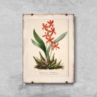Plakaty - Plakat vintage do salonu Kwiatowy nadruk Epidendrum Vitellinum - miniaturka - grafika 1
