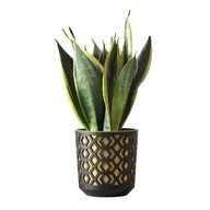 Donice - Donica okrągła Aztek + wkład 290 Czarno Złota - miniaturka - grafika 1