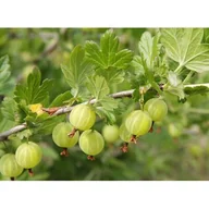 Sadzonki drzew krzewów - Agrest Smaki Dzieciństwa mix wys. 30-50 cm don. P9/C1 - miniaturka - grafika 1