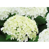 Kwiaty doniczkowe - Kwitnący ogród non stop (hortensja bukietowa) - miniaturka - grafika 1