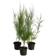 Sadzonki drzew krzewów - Tamaryszek don. 2 l - miniaturka - grafika 1