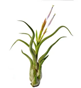 Tillandsia CAPUT MEDUSAE S ~ 8 cm - Kwiaty doniczkowe - miniaturka - grafika 1